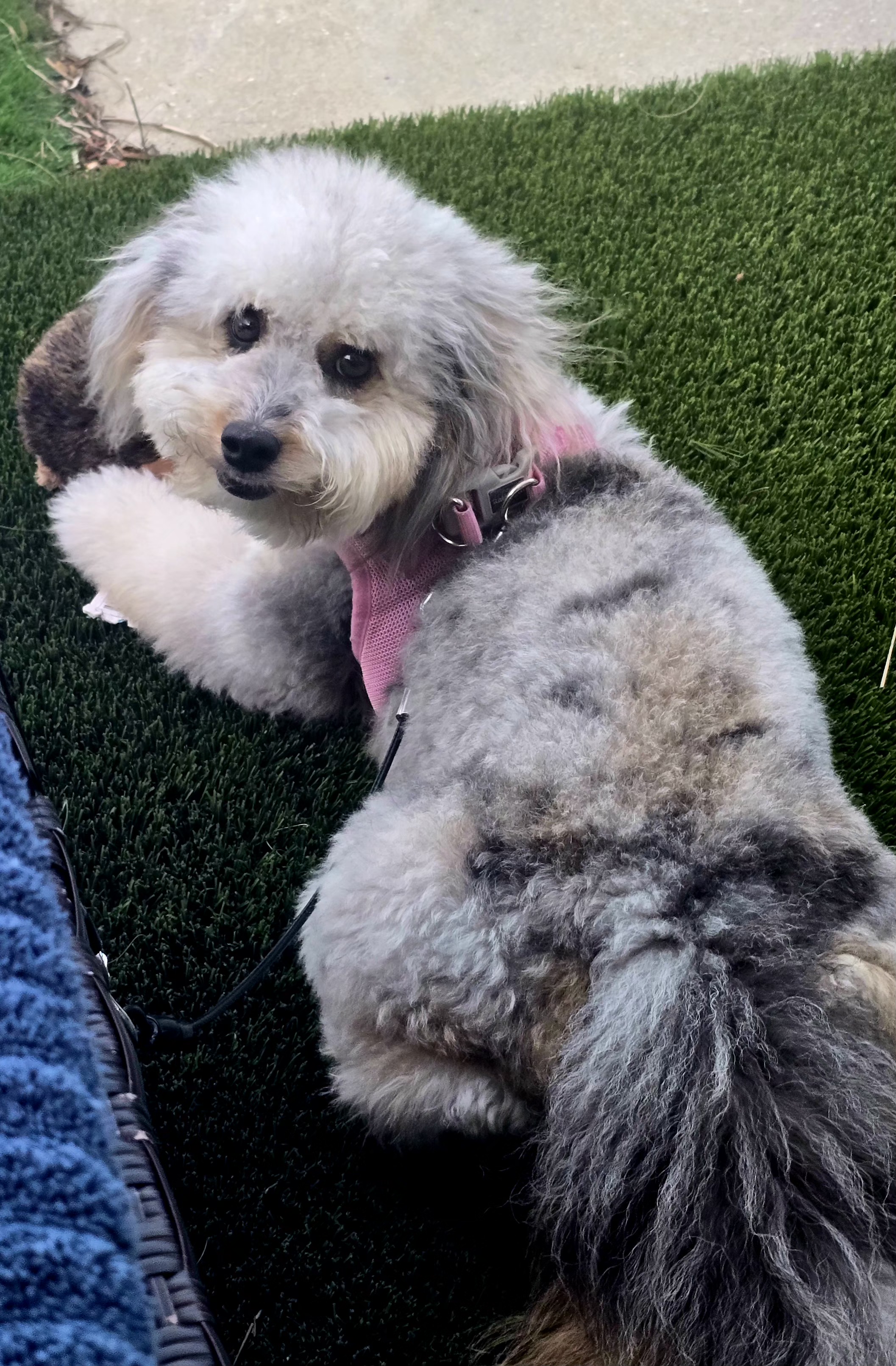 Lucee, Rick Filippone's rescued Aussiedoodle
